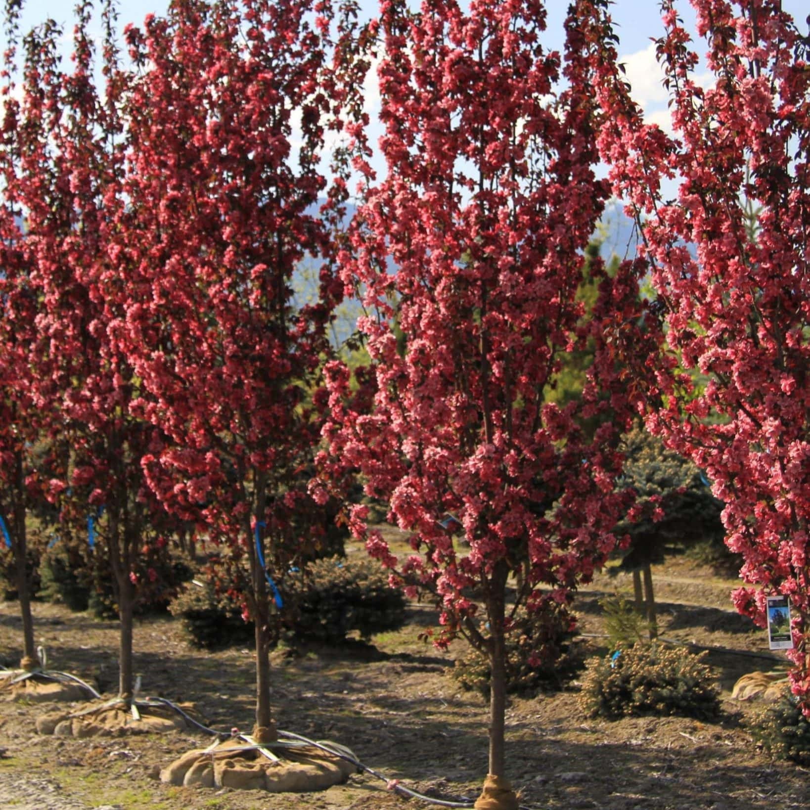 Arbres – Pépinière Mont-Bruno