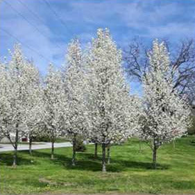 Malus 'Rinki' – Pépinière Mont-Bruno