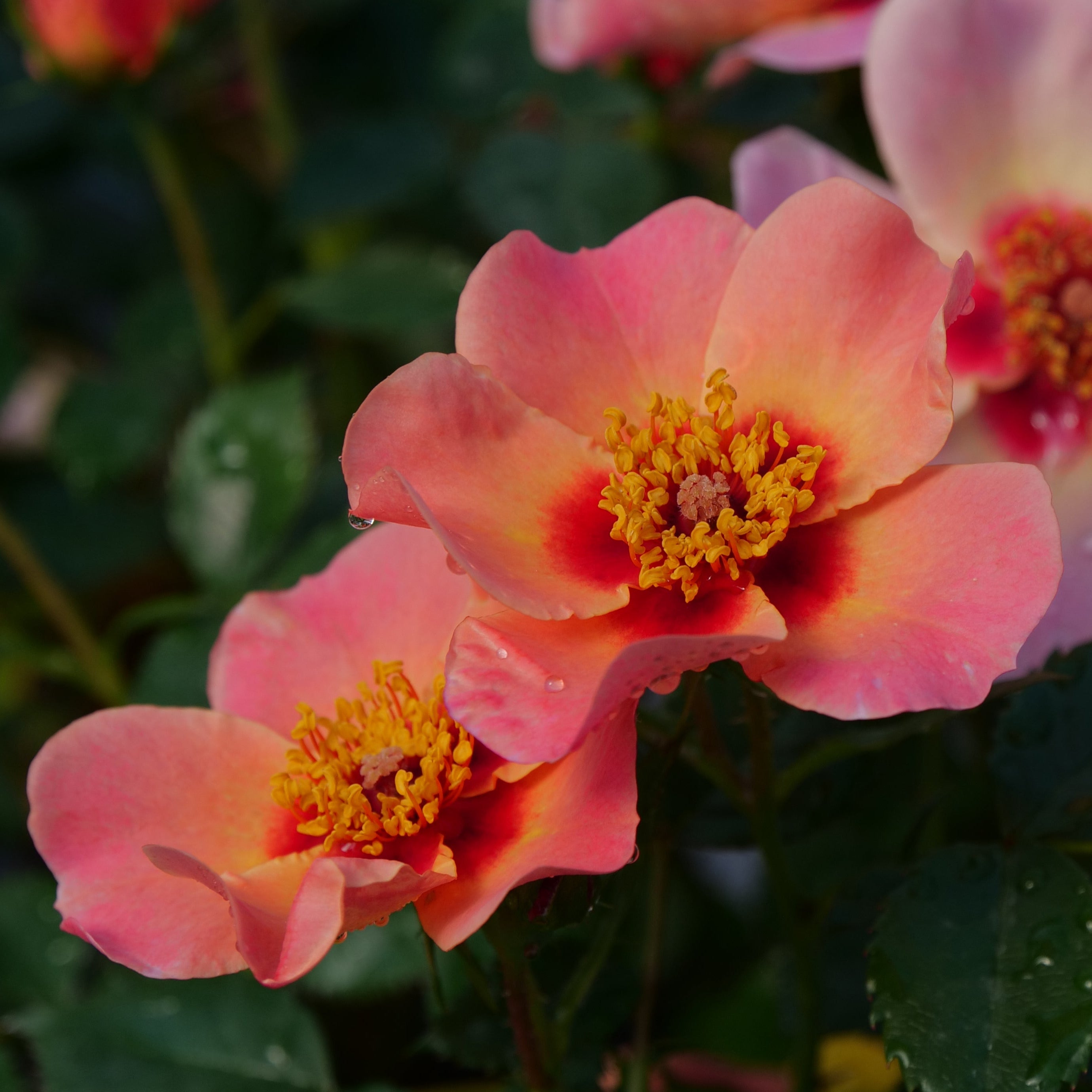 Rosa Ringo Native To Rosa 'Ringo All-Star' – Pépinière Mont-Bruno