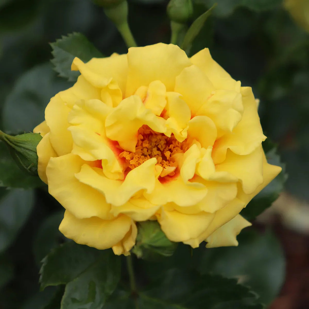 Rosa 'Rise-Up Ringo' – Pépinière Mont-Bruno